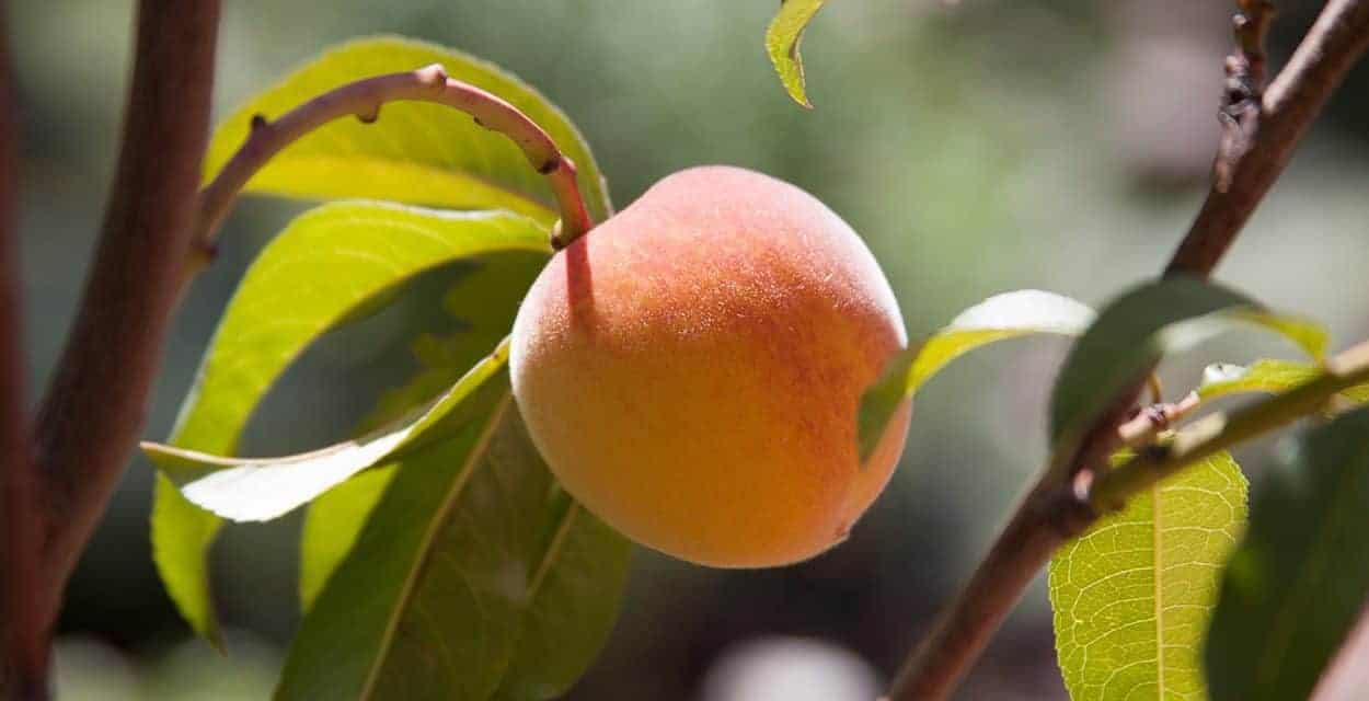 Peach Habanero